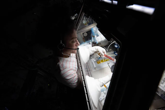 Jessica Meir wears a headset while handling samples inside of the Life Sciences Glovebox. The image is framed by darkness on the left and right, with the light from the glovebox illuminating Jessica's face and the work area inside the box. Her hands are inserted into the clear box through gloves, and she holds a thin, plastic rectangle with red interior.