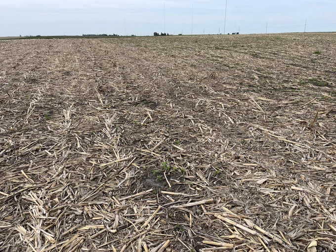 A soybean field with significant surface residue from corn stalks. No soybeans are present in the forefront of the image but soybean rows are see further away.