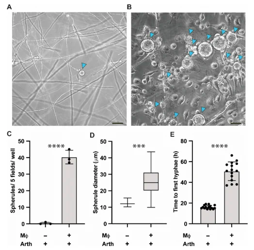  Macrophages promote spherule formation and delay hyphae.