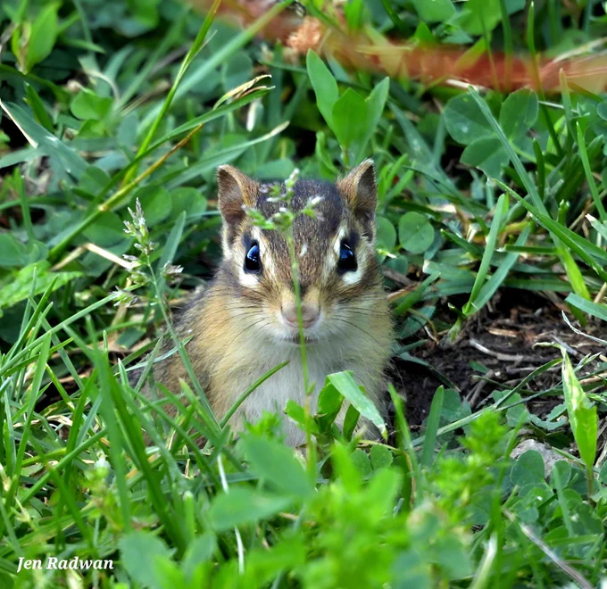Chipmunk sitting in grasses and vegetation.