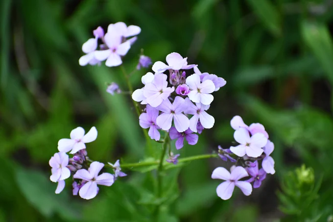 Dame's rocket growing with purple and white flower petals and vegetation in the background.