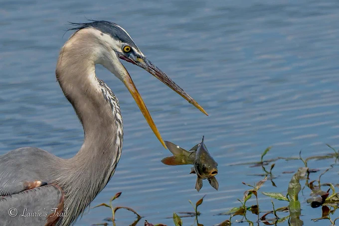Great blue heron catching a fish in its bill with water in the background.