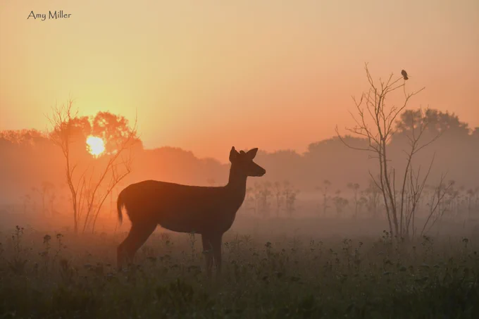 White-tailed deer standing in a field of grasses and vegetation with the rising sun in the background.