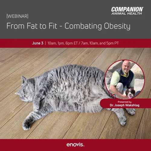 Image of obese cat under webinar title "From Fat to Fit- Combating Obesity"