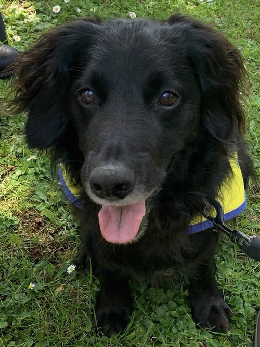 Barney the dog