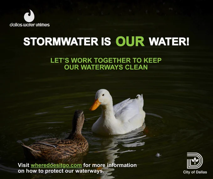 Image of two ducks in the water