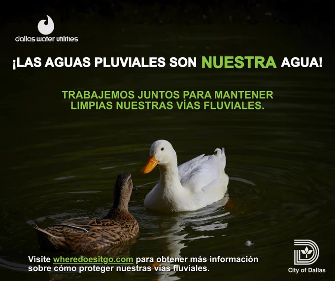 Imagen de dos patos en el agua
