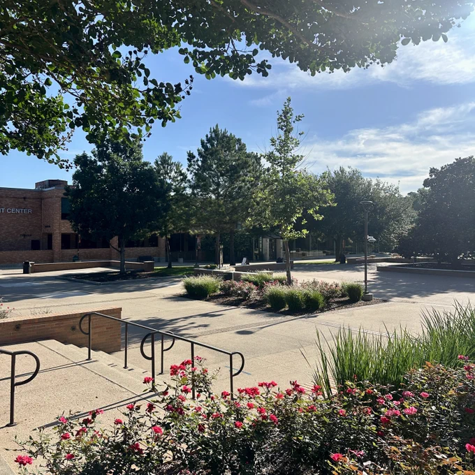 A sunlit outdoor area featuring a large, leafy tree and brick structures at Sam Houston State University.