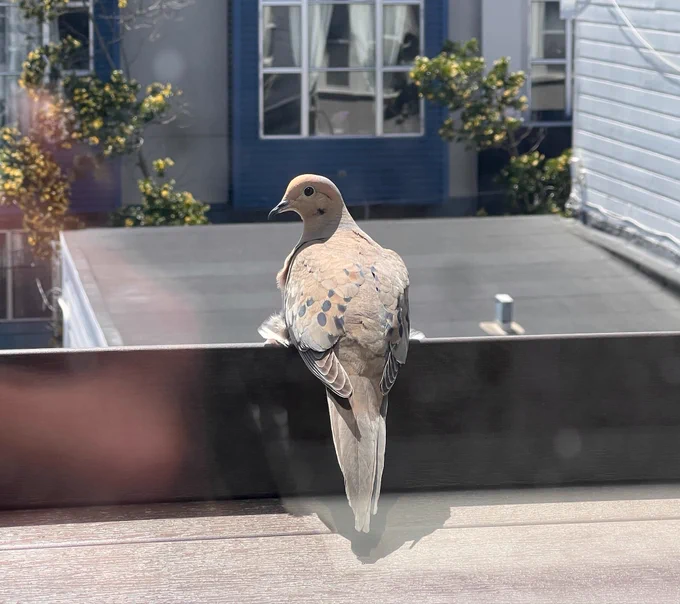 morning dove
