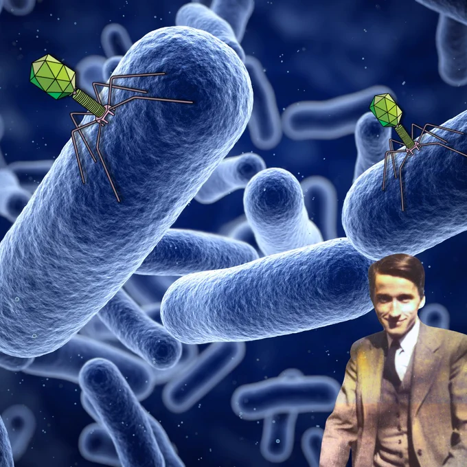 A 3D microscopy-style rendering of large blue rod-shaped bacteria fills the background against a deep blue field. Two illustrated bacteriophage viruses — with green icosahedral heads, cylindrical bodies, and spider-like legs — are shown attached to the surface of the bacteria. In the lower right corner, a colorized vintage portrait of Max Delbruck shows a young man in a tan suit jacket smiling slightly.