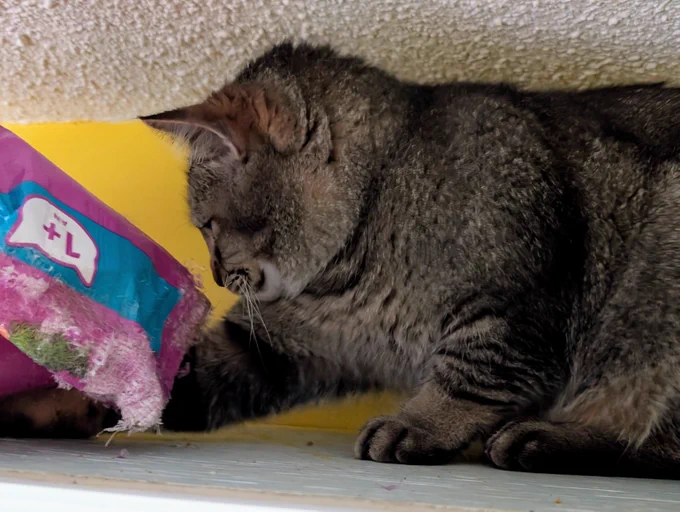 Figgy sits on top of the cupboards and reaches for kibbles from a bag of food that he has ripped open. 