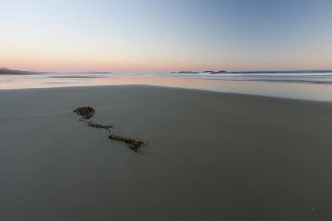 Washed up kelp on long beach with dusk and the ocean in the background. Taken on long beach in Pacific Rim National Park, Vancouver Island, British Colombia, Canada.