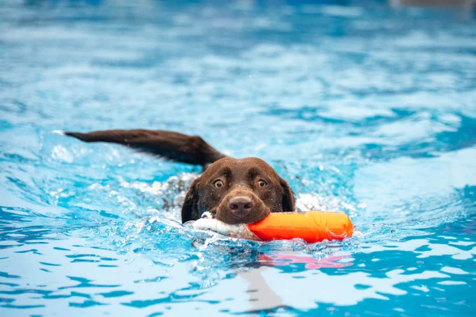 A dog swimming through water with a floating toy.