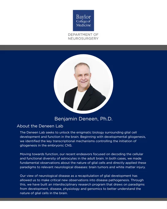 Benjamin Deneen, Ph.D.

About the Deneen Lab:
The Deneen Lab seeks to unlock the enigmatic biology surrounding glial cell development and function in the brain. Beginning with developmental gliogenesis, we identified the key transcriptional mechanisms controlling the initiation of gliogenesis in the embryonic CNS.

Moving towards function, our recent endeavors focused on decoding the cellular and functional diversity of astrocytes in the adult brain. In both cases, we made fundamental observations about the nature of glial cells and directly applied these paradigms to relevant neurological diseases: brain tumors and white matter injury.

Our view of neurological disease as a recapitulation of glial development has allowed us to make critical new observations into disease pathogenesis. Through this, we have built an interdisciplinary research program that draws on paradigms from development, disease, physiology and genomics to better understand the nature of glial cells in the brain.