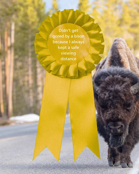A large yellow ribbon atop a photo of a large bison walking down a paved road. Text on the ribbon reads: "Didn't get gored by a bison because I always kept a safe viewing distance."