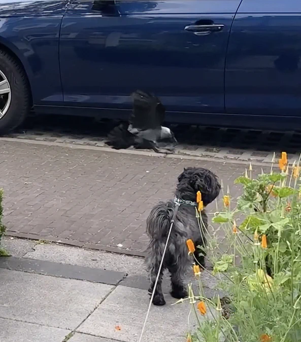 bird attacks dog