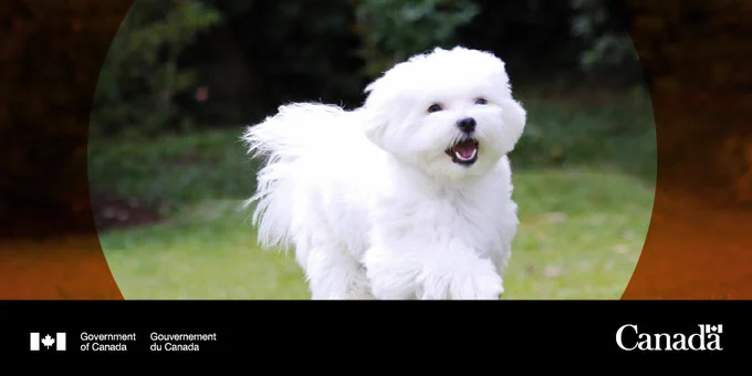 A small white dog running outside.