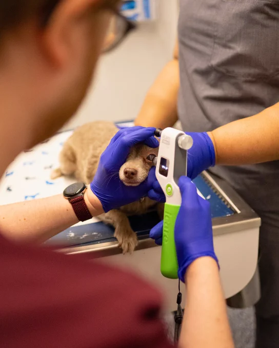 two people in vet scrubs are with Gracie. she is on a metal exam table and one person holds her still while the other uses a medical device on the pup's eye.