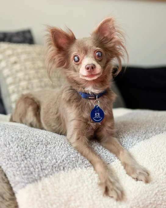 a brownish gray chihuahua mix named Gracie smiles at us with her two front paws splayed out on a cozy bed.