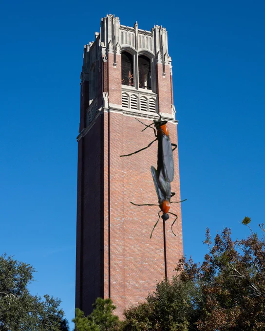 Two giant, connected lovebugs climbing Century Tower.
