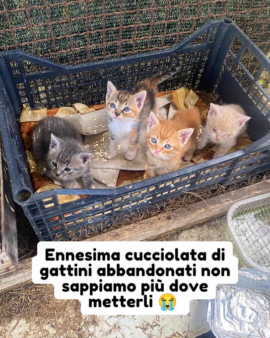 gatto gatta gatti micio micia mici gattino gattina gattini adottare adozione adotta affidamento affidare animale animali animalista animalisti felino felini volontario volontariato sfortunato bisognoso randagio randagi randagismo strada gattile rifugio
