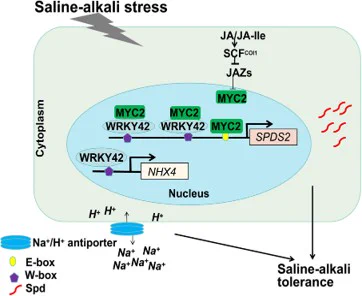 The tomato transcription factors SlWRKY42 and SlMYC2 enhance the transcription of the spermine synthase gene SlSPDS2, leading to increased spermidine accumulation. Additionally, SlWRKY42 boosts the transcription of the gene encoding the sodium-hydrogen exchanger SlNHX4, which mitigates ion toxicity under saline-alkali stress.
