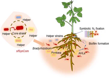 In the simplified and functional synthetic community (sfSynCom), a helper strain induces biofilm formation in the core symbiotic strain, Bradyrhizobium, via production of acyl homoserine lactones. This biofilm formation facilitates colonization of the soybean plant roots by Bradyrhizobium and thus promotes nodulation.