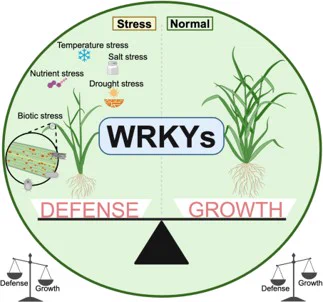 This review highlights the molecular regulatory mechanisms of WRKY transcription factors in balancing growth and defense responses to abiotic and biotic stresses. The dual roles of different WRKYs in growth and resistance are discussed, and the manipulation of WRKY functions is proposed to improve crop growth and stress tolerance.