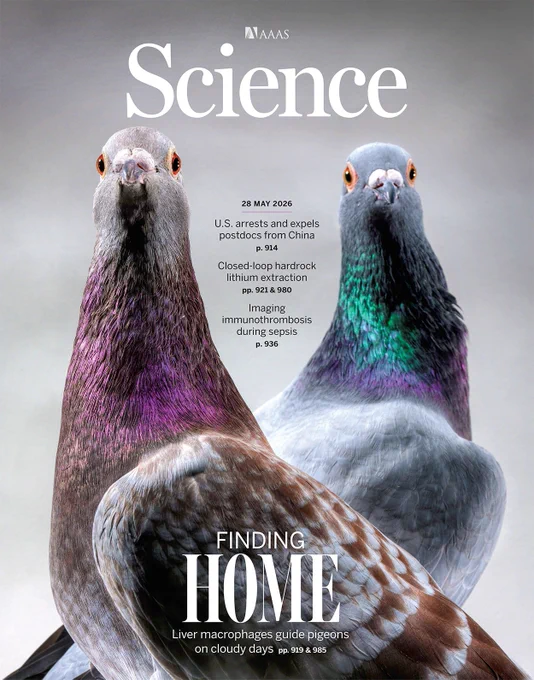How animals sense Earth’s magnetic field is one of biology’s enduring mysteries. Researchers have now identified superparamagnetic macrophages in the livers of rock pigeons (Columba livia) to be crucial for magnetic sensing. The finding uncovers an unexpected role for immune cells in sensory perception and may fundamentally change our understanding of animal navigation.

Photo: Andreas Teichmann/laif/Redux