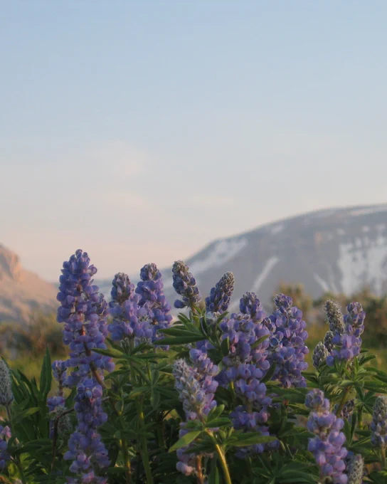 Purple flowers with mountains in the background. 