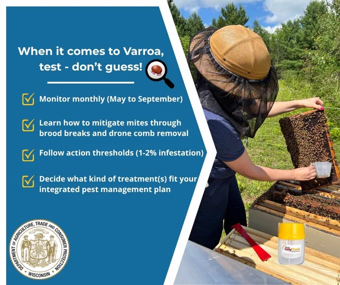 Apiary worker with beekeeping net hat working with bees

Text: When it comes to Varroa, test - don't guess!

Graphic of a magnifying glass and a bug

Check mark and text: Monitor monthly (May to September)

Check mark and text: Learn how to mitigate mites through brood breaks and drone comb removal

Check mark and text: Follow action thresholds (1-2% infestation)

Check mark and text: Decide what kind of treatment(s) fit your integrated pest management plan

Wisconsin Department of Agriculture, Trade and Consumer Protection logo