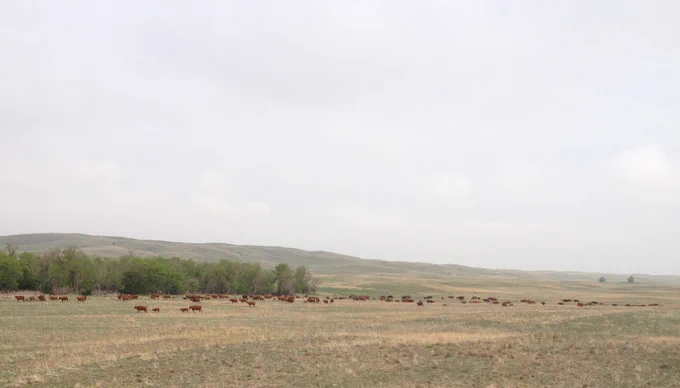 Rangeland with trees and red cattle in the background.