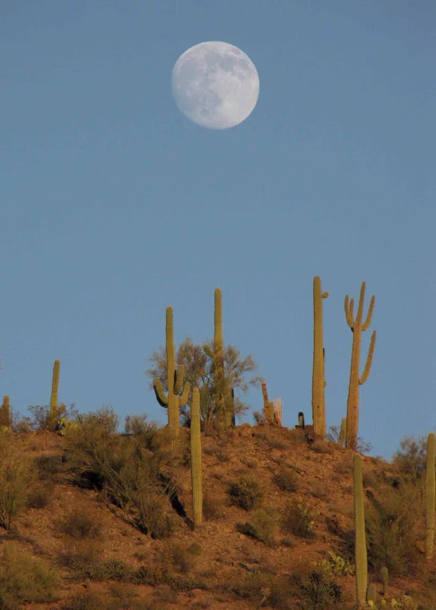 The Full Moon over Saguaro cactus. Credit: Lon&Queta https://www.flickr.com/photos/48096653@N00/4290592235/