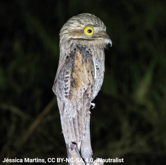 A photo of a Common Potoo perched atop a branch. The bird is visible in profile. Its head is large, its eye is huge and yellow. Its beak is small. It is tannish in color and flecked with darker patterning.