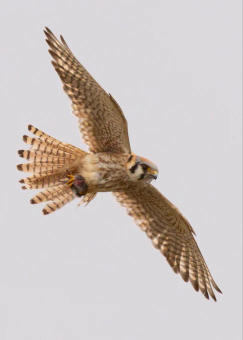 American kestrel in flight with rodent prey clutched in talons