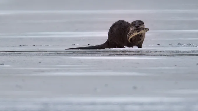 River otter standing on ice holding a fish in its mouth near a frozen lake shore.