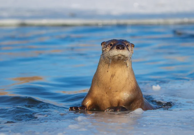River otter emerging from icy water with a focused expression against a blurred blue background.