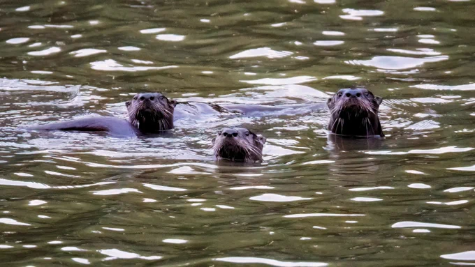 Three otters swimming closely together in rippling greenish water, with their heads and upper bodies visible above the surface.