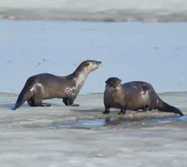 Two sleek otters resting on a partially frozen lake surface under a cloudy sky.