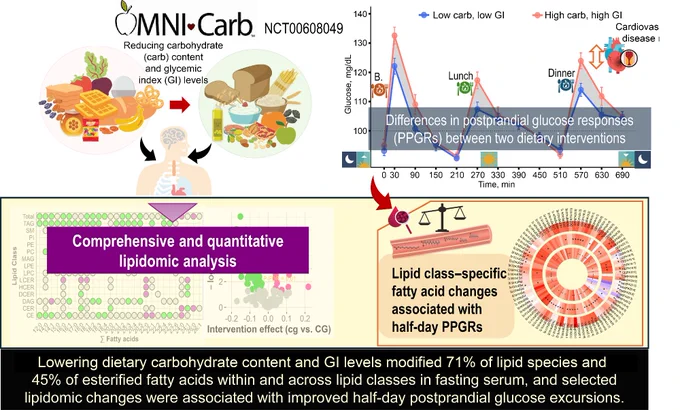 Infographic titled "OMNI-Carb" with a focus on dietary carbohydrate content and glycemic index (GI). It features various graphs and icons. Top section shows a comparison of blood glucose responses between "Low carb, low GI" and "High carb, high GI" diets. Middle section highlights "Comprehensive and quantitative lipidomic analysis," including charts and scales. Bottom text explains the study's findings on lipid content, fatty acids, and glucose.