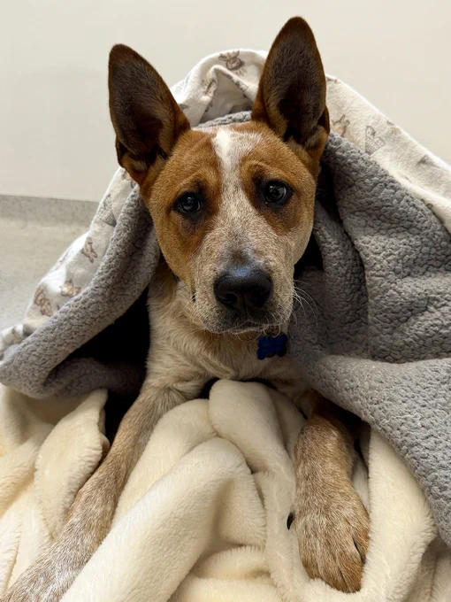 A red cattle dog named Tubs peeking out from under a cosy grey fleece blanket at Lort Smith.