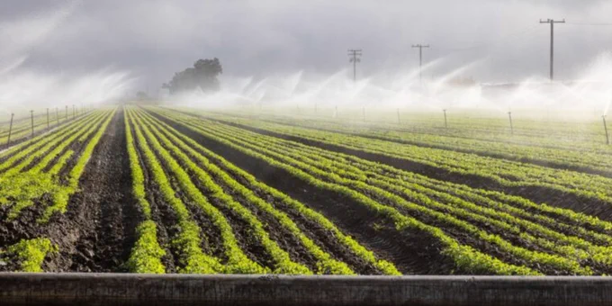 A vast agricultural field with neat rows of crops being irrigated by an array of sprinklers. The sky is overcast, and power lines are visible in the background.