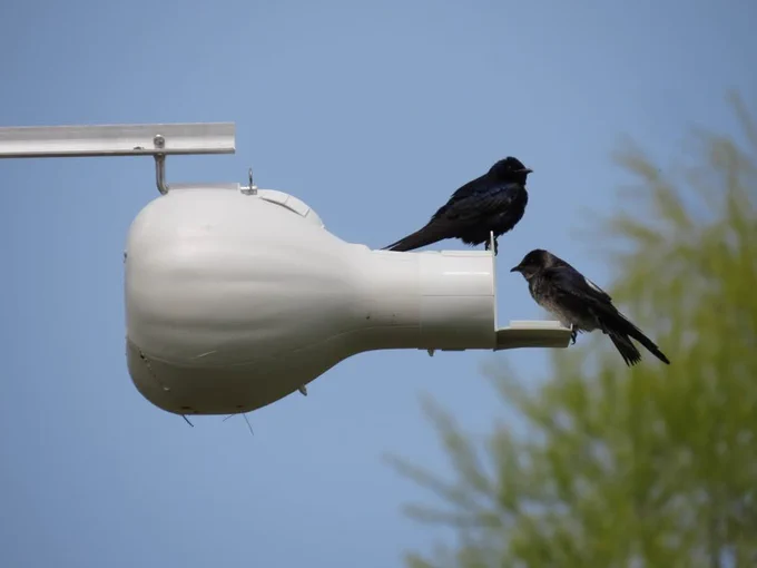 Two birds perched on a white metallic structure with a clear blue sky in the background.