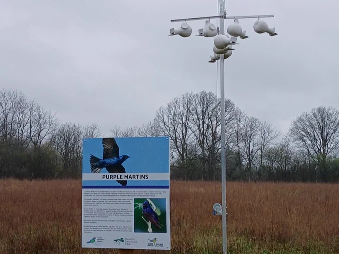 A field with a sign about Purple Martins, featuring a picture of the bird. Nearby, a pole holds several white birdhouses. Leafless trees are visible in the background.
