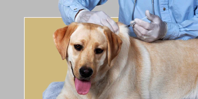 There is a cutout photo of a Labrador retriever getting a shot from a vet. The background is a CU gold box in the middle of a larger CU gray box.