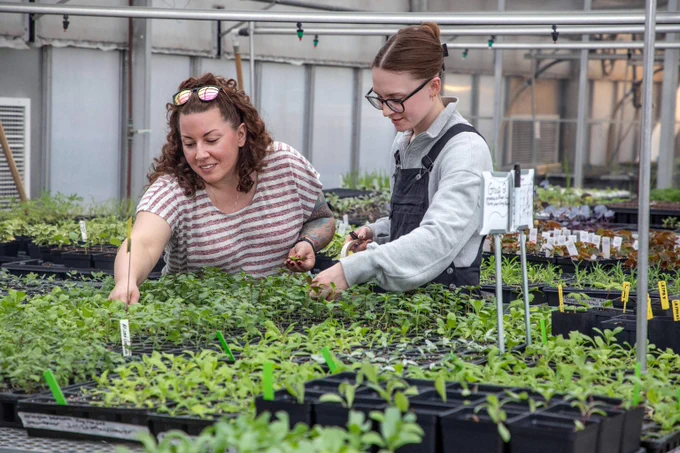 Two people examining and tending to young plants in a greenhouse filled with rows of seedlings in black trays.