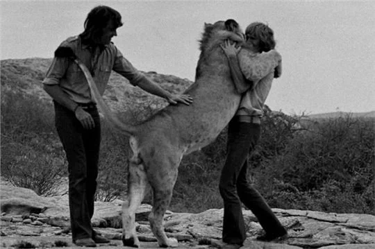 A black and white photograph capturing a profound moment of interspecies affection. In the center, a fully grown male lion stands tall on its hind legs, leaning its massive weight onto a man standing on the right. The man has his arms wrapped tightly around the lion's thick neck in a deep embrace, their faces pressed closely together. To the left, a second man stands smiling warmly, reaching out to gently stroke the lion's lower back. Both men have shoulder-length hair typical of the 1970s and are wearing casual button-down shirts and trousers. The trio is standing on flat, uneven rocks in a rugged, arid landscape, with sparse scrub brush and a gently sloping hill in the background.