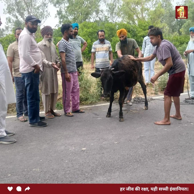 सेवा का जज़्बा वही, जो हर जीवन की रक्षा करे।

डेरा सच्चा सौदा के सेवादारों ने नहर में फंसे गाय के बछड़े को सुरक्षित बाहर निकालकर जीव प्रेम और मानवता का प्रेरणादायक उदाहरण पेश किया।

ऐसे नेक कार्य समाज में दया और इंसानियत की भावना को मजबूत बनाते हैं।