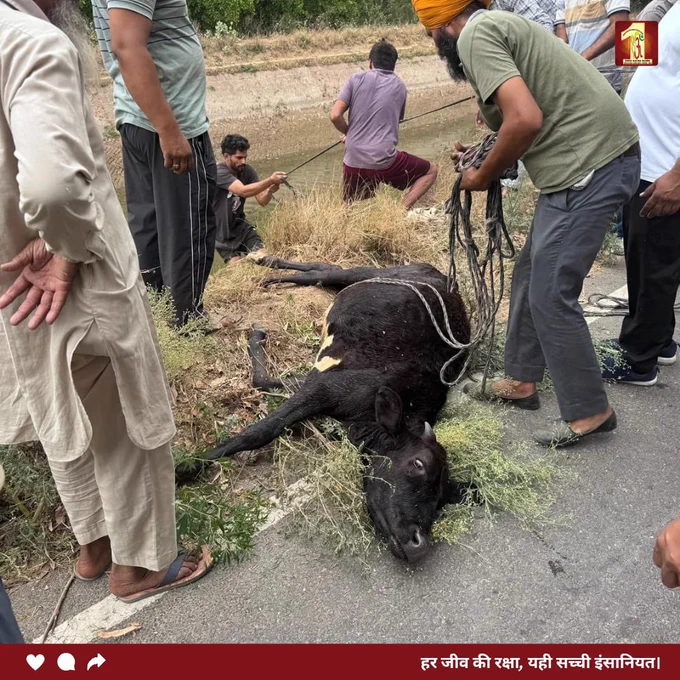 सेवा का जज़्बा वही, जो हर जीवन की रक्षा करे।

डेरा सच्चा सौदा के सेवादारों ने नहर में फंसे गाय के बछड़े को सुरक्षित बाहर निकालकर जीव प्रेम और मानवता का प्रेरणादायक उदाहरण पेश किया।

ऐसे नेक कार्य समाज में दया और इंसानियत की भावना को मजबूत बनाते हैं।