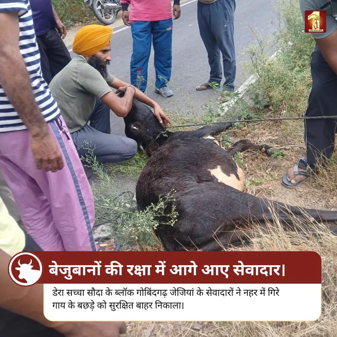 सेवा का जज़्बा वही, जो हर जीवन की रक्षा करे।

डेरा सच्चा सौदा के सेवादारों ने नहर में फंसे गाय के बछड़े को सुरक्षित बाहर निकालकर जीव प्रेम और मानवता का प्रेरणादायक उदाहरण पेश किया।

ऐसे नेक कार्य समाज में दया और इंसानियत की भावना को मजबूत बनाते हैं।